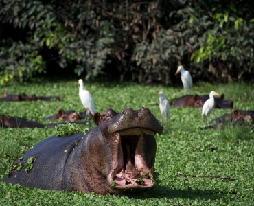 Circuito Ilhas - Hipopótamos